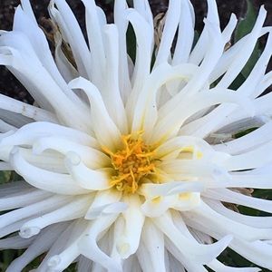 Meet your Posher, Cathy